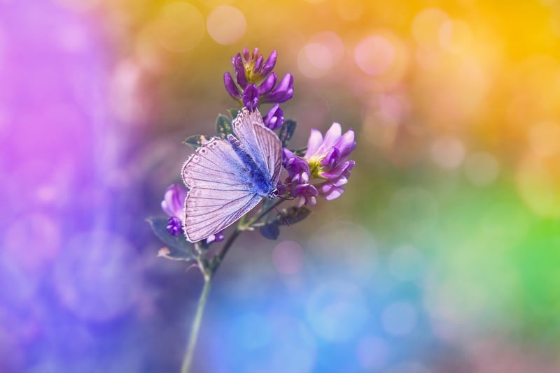 Butterfly Effect